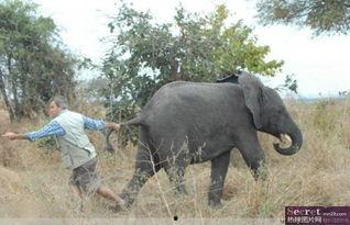 搞笑特工在大象体内